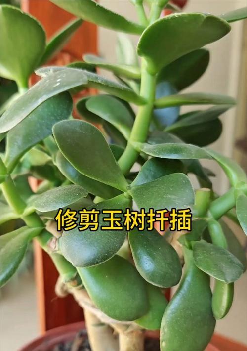 玉树养殖修剪枝条的最佳方法是什么？修剪后如何护理？