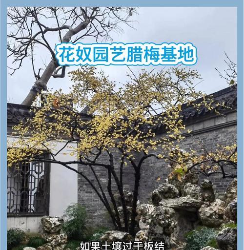 腊梅花怎么摘？种植方法有哪些常见问题？