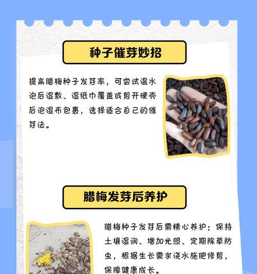 腊梅花怎么摘？种植方法有哪些常见问题？