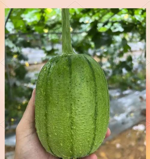 丝瓜催芽浸种的方法是什么？步骤和注意事项有哪些？
