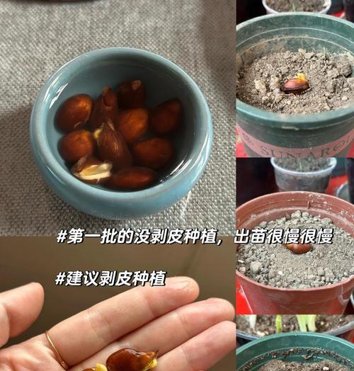 枇杷催芽后如何正确栽种？需要注意哪些问题？