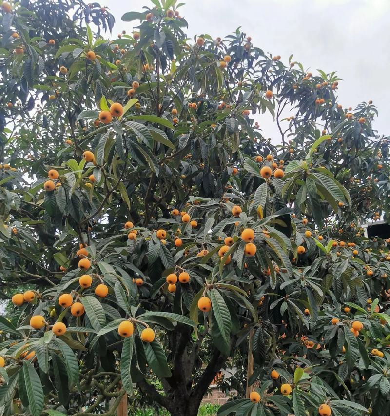 枇杷催芽后如何正确栽种？需要注意哪些问题？