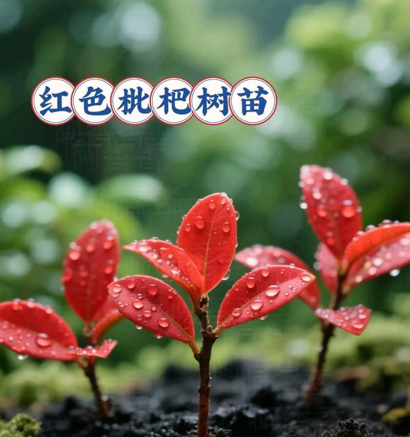 枇杷催芽后如何正确栽种？需要注意哪些问题？