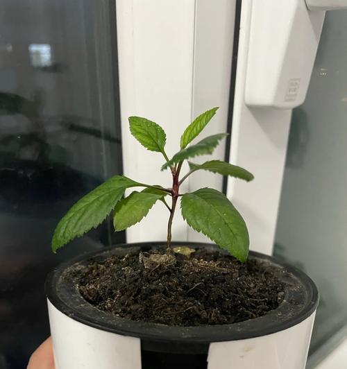胭脂梅种子催芽方法是什么？如何提高发芽率？