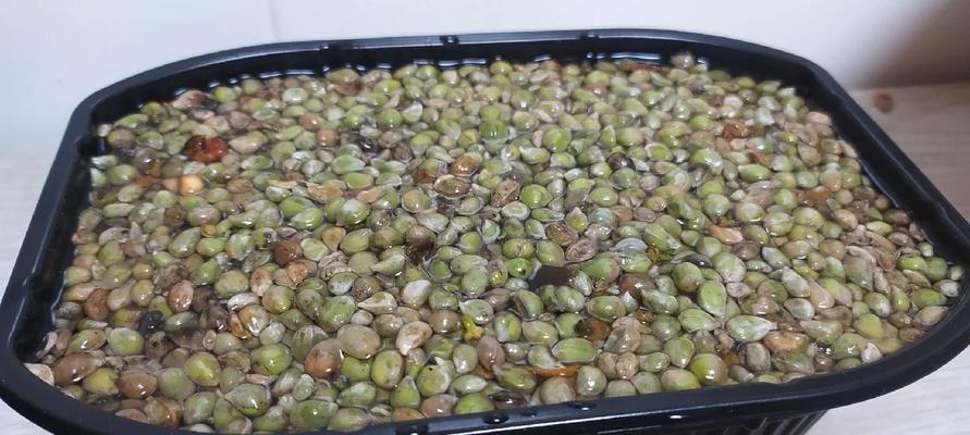 胭脂梅种子催芽方法是什么？如何提高发芽率？