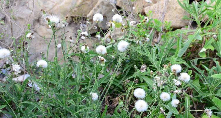 苦菊种子怎么种植方法？种植步骤和注意事项是什么？