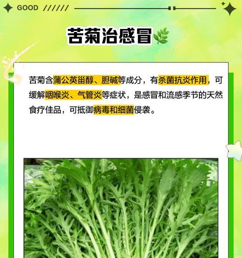 苦菊种子怎么种植方法？种植步骤和注意事项是什么？
