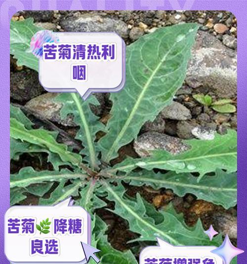 苦菊种子怎么种植方法？种植步骤和注意事项是什么？