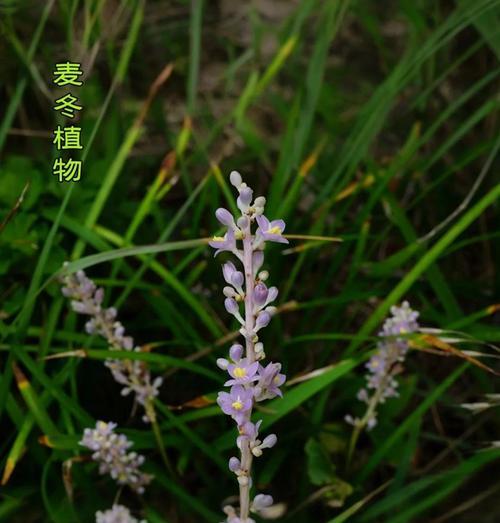 麦冬种植方法是什么？如何正确种植麦冬？
