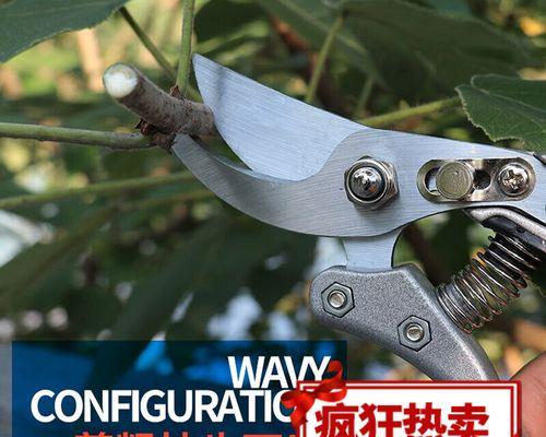 开始修剪枝条怎么修剪的？修剪枝条的正确步骤和注意事项是什么？
