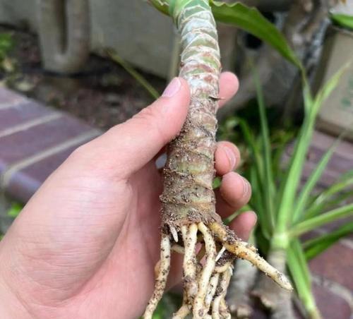 柴树修剪枝条的最佳时机是什么时候？具体步骤有哪些？