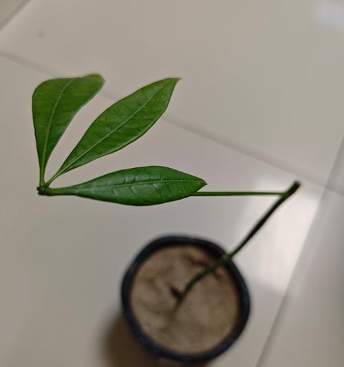 柴树修剪枝条的最佳时机是什么时候？具体步骤有哪些？