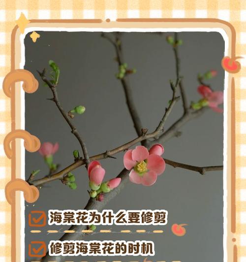 春兰修剪枝条的最佳时机是什么时候？具体步骤有哪些？