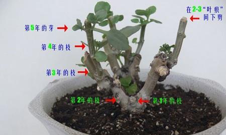 春兰修剪枝条的最佳时机是什么时候？具体步骤有哪些？