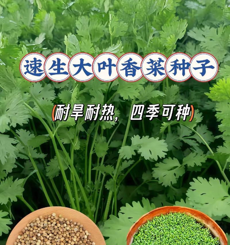 香菜种子催芽方法是什么？需要多长时间才能发芽？