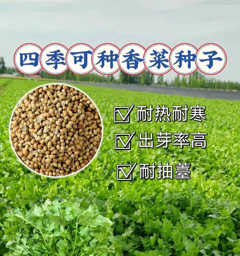 香菜种子催芽方法是什么？需要多长时间才能发芽？