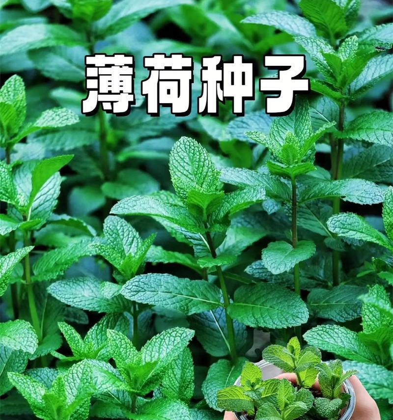 薄荷叶怎么种植方法？家庭种植薄荷需要注意哪些问题？