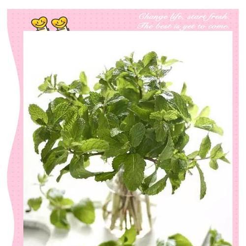 薄荷叶怎么种植方法？家庭种植薄荷需要注意哪些问题？