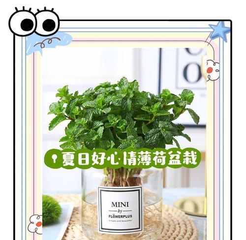 薄荷叶怎么种植方法？家庭种植薄荷需要注意哪些问题？