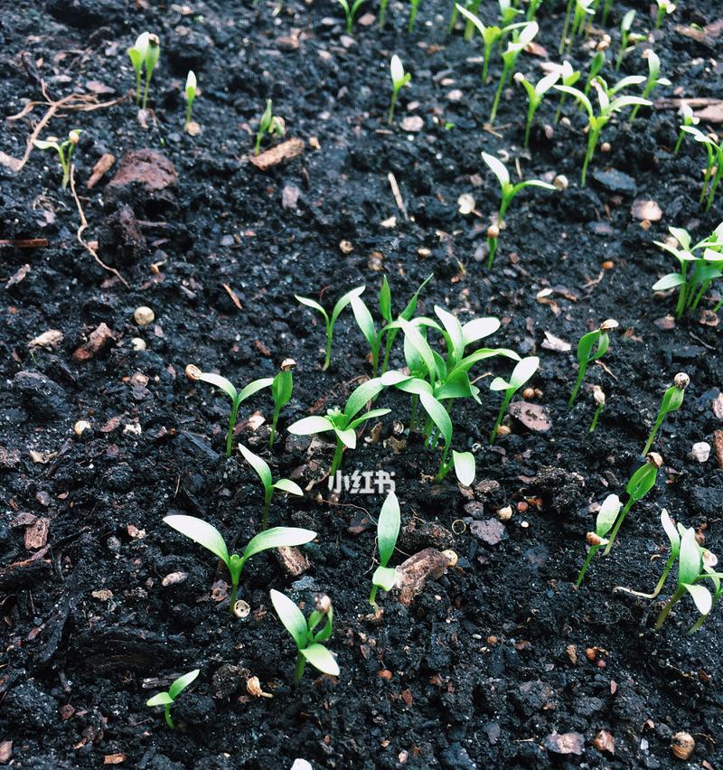 香菜和葱催芽方法是什么？需要多长时间才能发芽？