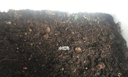 香菜和葱催芽方法是什么？需要多长时间才能发芽？