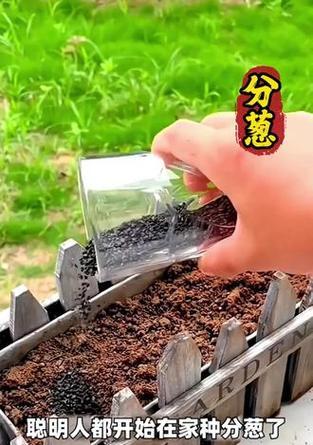香菜和葱催芽方法是什么？需要多长时间才能发芽？