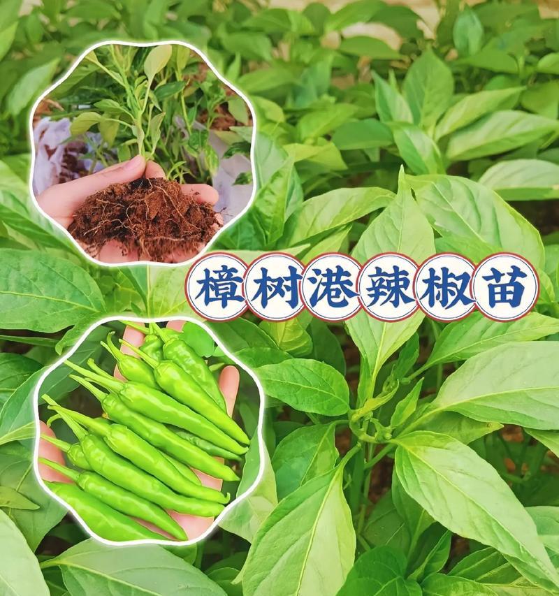辣椒树苗种植方法有哪些？如何确保辣椒树苗健康成长？