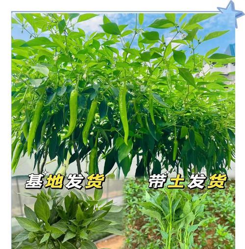 辣椒树苗种植方法有哪些？如何确保辣椒树苗健康成长？
