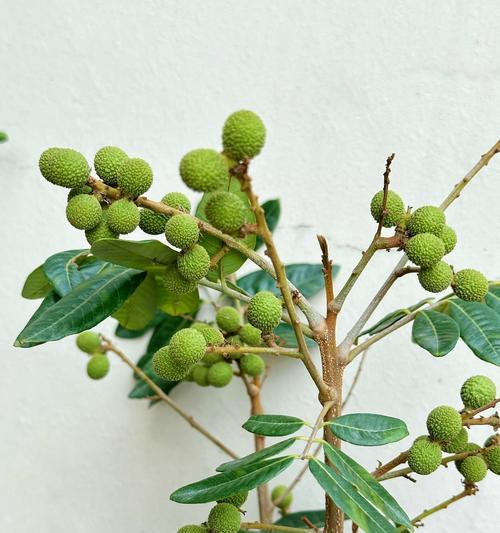 龙眼苗种植方法有哪些？如何确保成活率高？