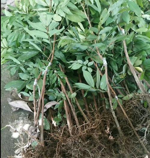 龙眼苗种植方法有哪些？如何确保成活率高？