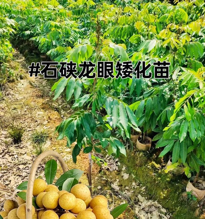 龙眼苗种植方法有哪些？如何确保成活率高？