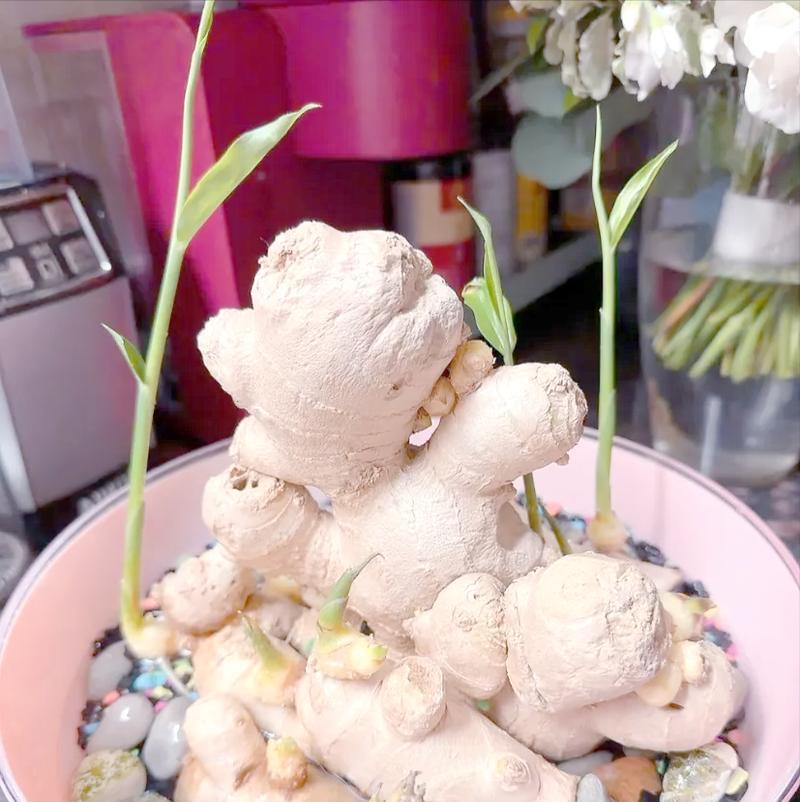 生姜水胚快速催芽的方法是什么？需要多长时间？
