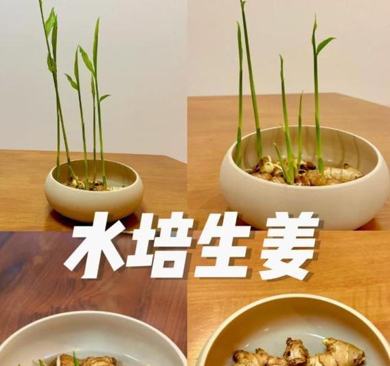 生姜水胚快速催芽的方法是什么？需要多长时间？