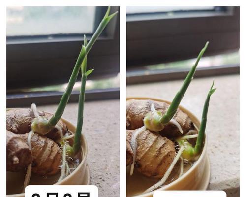 生姜水胚快速催芽的方法是什么？需要多长时间？