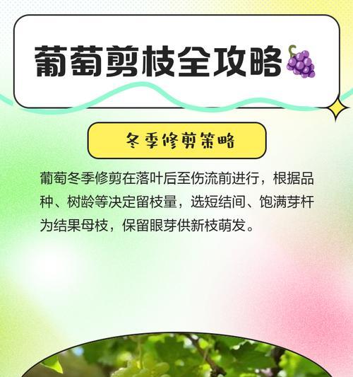 葡萄剪枝秋后修剪方法是什么？修剪后如何管理？
