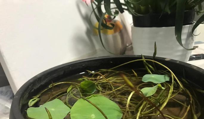 碗口莲花怎么种植方法？初学者指南是什么？