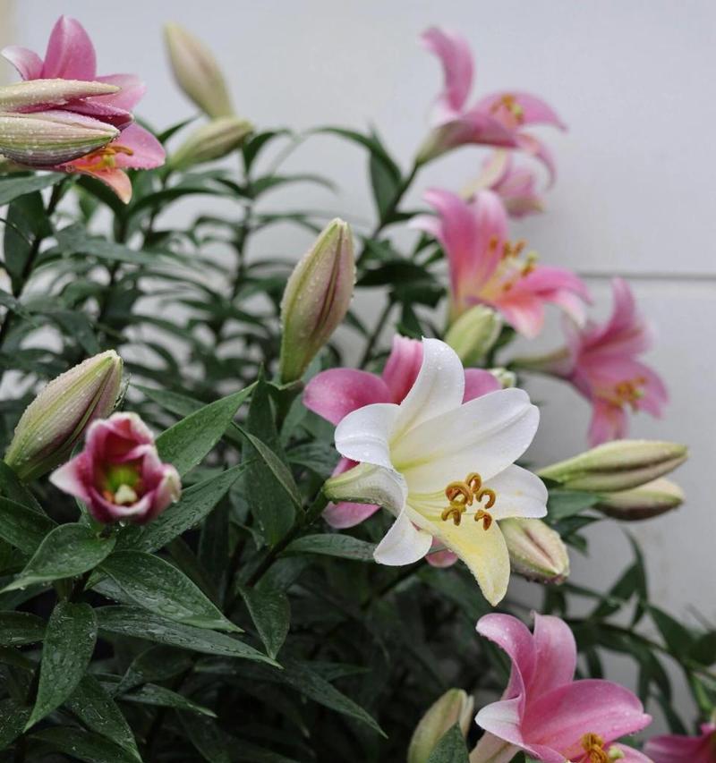 铁炮百合催芽方法有哪些？如何快速催芽？