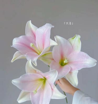 铁炮百合催芽方法有哪些？如何快速催芽？