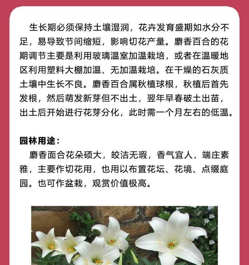 铁炮百合催芽方法有哪些？如何快速催芽？