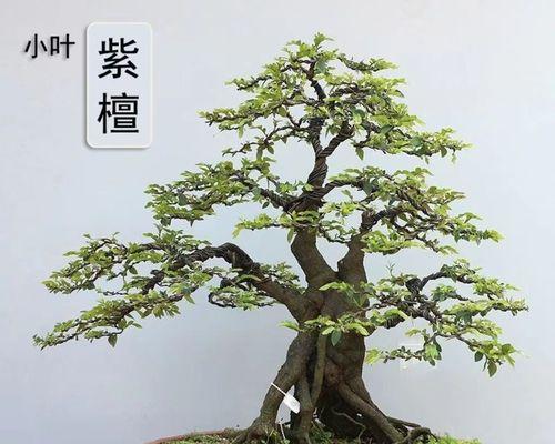 盆景黑檀修剪枝条的最佳时机是什么时候？如何正确修剪？