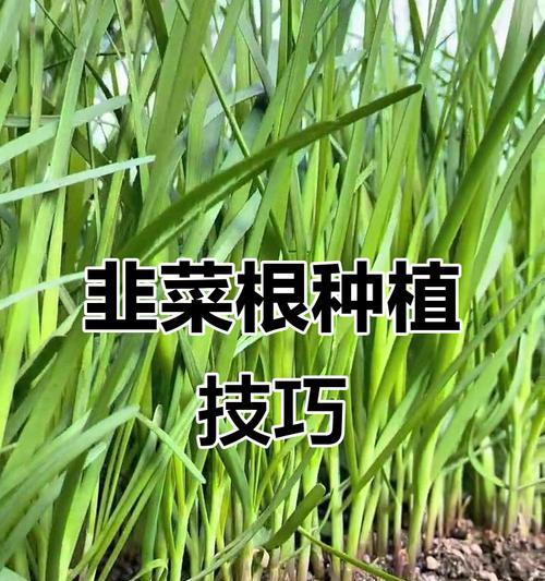 韭黄的根种植方法是什么？如何正确进行韭黄根种植？