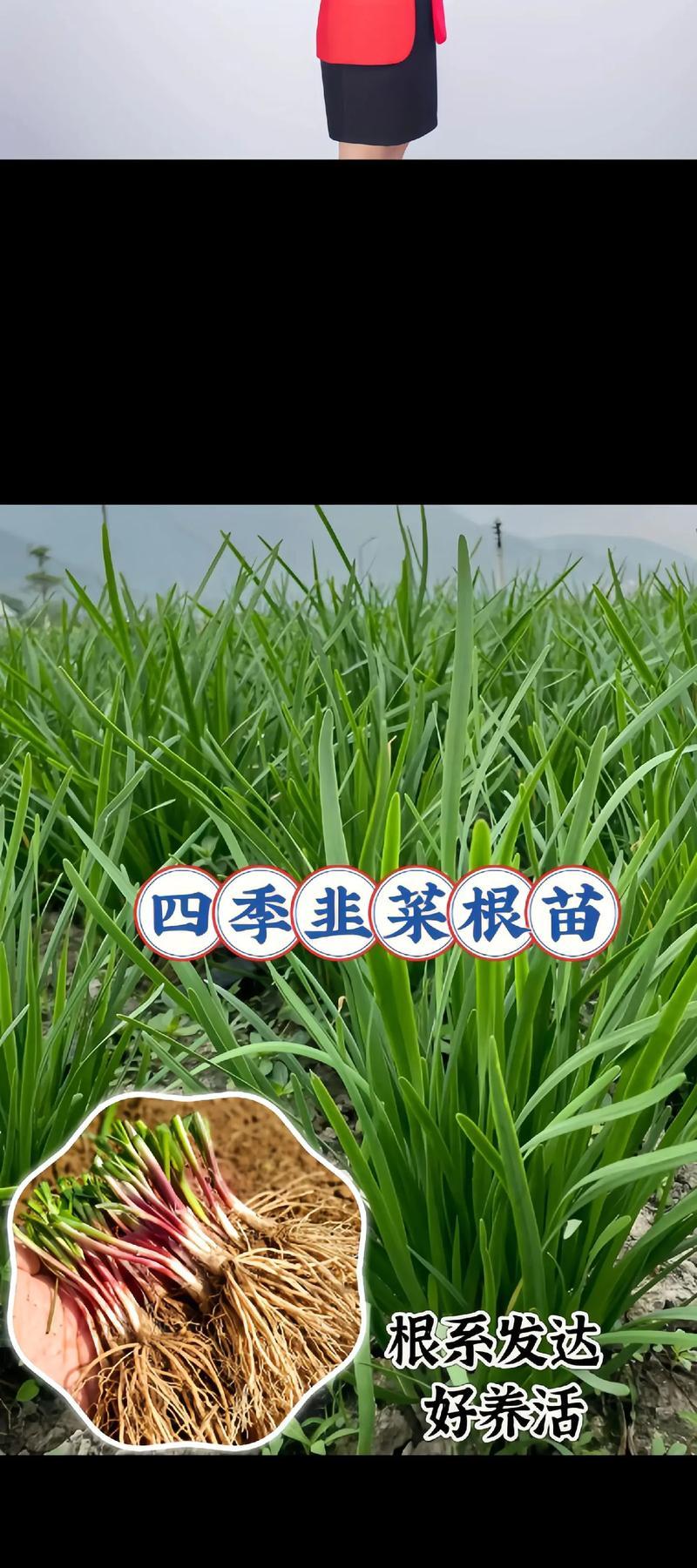 韭黄的根种植方法是什么？如何正确进行韭黄根种植？