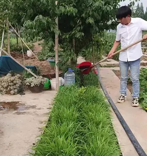 韭黄的根种植方法是什么？如何正确进行韭黄根种植？