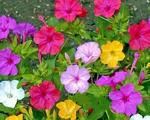 月见草催芽方法是什么？如何正确养护月见草？