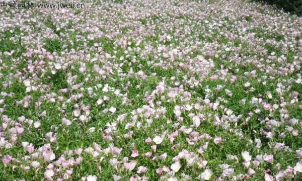 月见草催芽方法是什么？如何正确养护月见草？