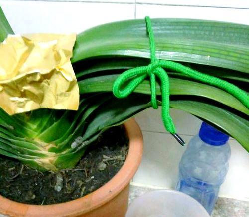 催芽长得又细又长是什么原因？如何解决？