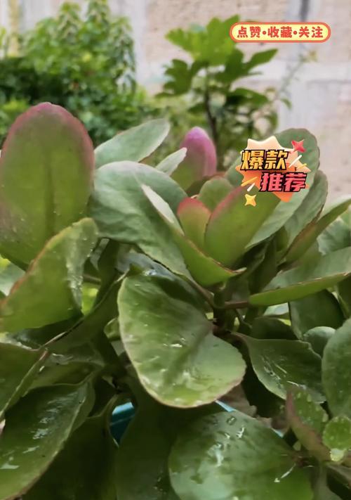 催芽长得又细又长是什么原因？如何解决？