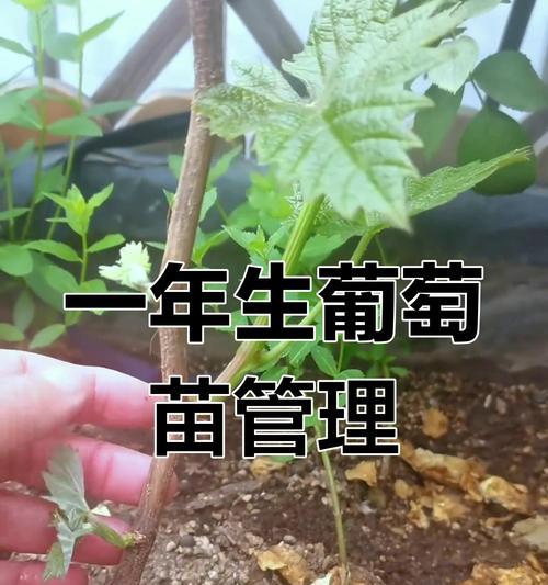 培树修剪枝条的正确方法是什么？修剪后如何促进新枝生长？