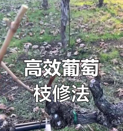 培树修剪枝条的正确方法是什么？修剪后如何促进新枝生长？
