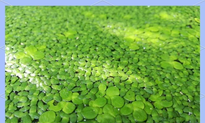 浮萍催芽种植的正确方法是什么？需要多长时间才能发芽？